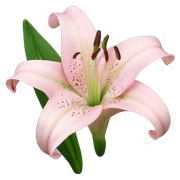 light pink lilium sticker