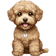 Brown maltipoo  sticker