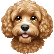 cavapoo sticker