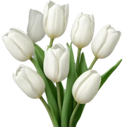 White tulips  sticker