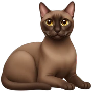 chocolate tonkinese cat sticker