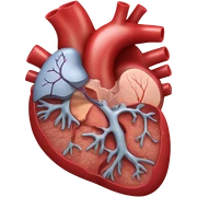 Heart cross section   sticker