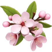 cherry blossom sticker