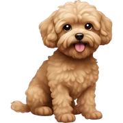 Brown maltipoo sticker