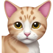 cat pink sticker