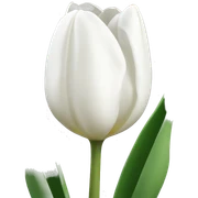 white tulips sticker