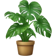 Monstera deliciosa  sticker