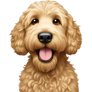 Goldendoodle sticker