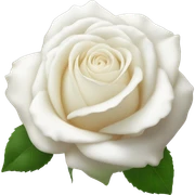 White rose  sticker