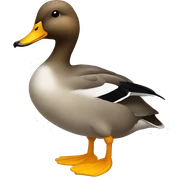 Gadwall duck sticker