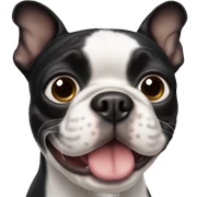 Boston terrier sticker