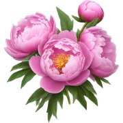 peonies flowers sticker