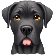 Cane corso sticker
