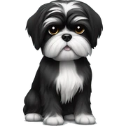 Shih tzu noir sticker