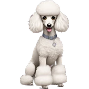 Poodle wearing heels ￼ sticker