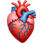 Anatomical heart sticker
