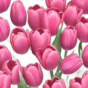pink tulips sticker
