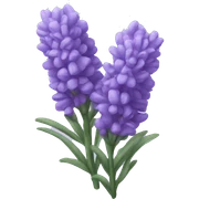 Lavender  sticker