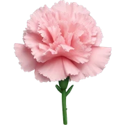 carnation sticker