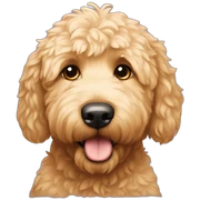 Golden doodle sticker