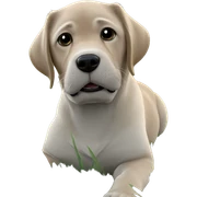 dog in grassy open field sticker