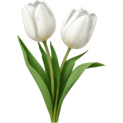 white tulips sticker