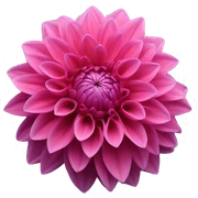 Dahlia flowers sticker