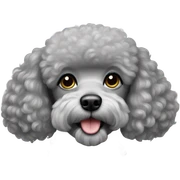 Silver gray poodle sticker