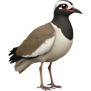 Laughing lapwing  sticker