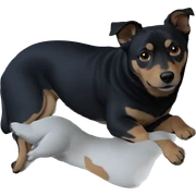 focused dog portrait sticker