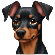 zwergpinscher sticker