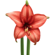 Amaryllis  sticker
