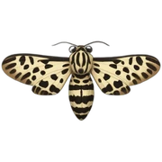 Leopard moth sticker