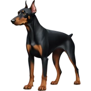 Doberman standing sticker