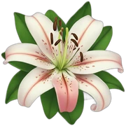 Lily sticker