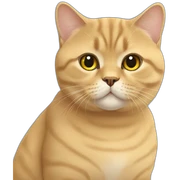 golden british shorthair sticker