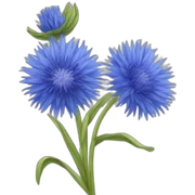 Cornflower sticker