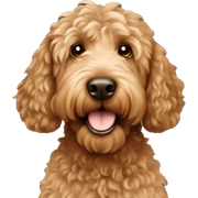 Brown goldendoodle sticker