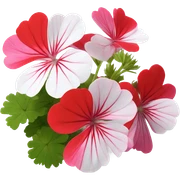 Geraniums flower  sticker