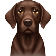 Chocolate Labrador  sticker