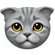 Gray Scottish fold laying sticker