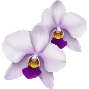 Orchid sticker