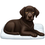 Chocolate labrador puppie in black bed sticker