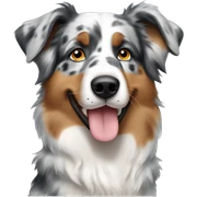 Australian shepherd blue Merle  sticker