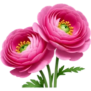 Two Ranunculus flowers sticker