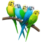 Budgies  sticker