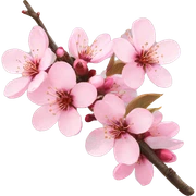 cherry blossoms sticker