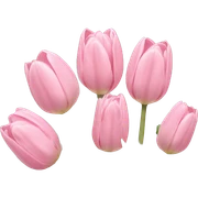 Light pink tulips sticker