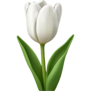 White tulips sticker