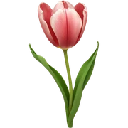 tulipan sticker